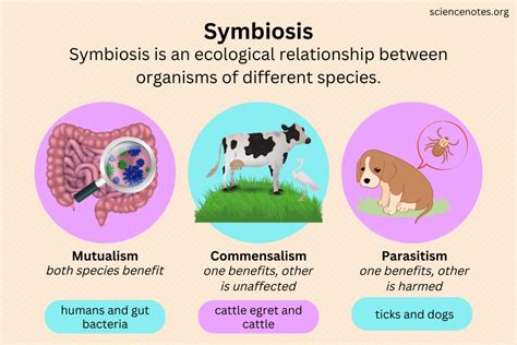  Rethinking Agriculture : Un récit vibrant sur la symbiose de l'homme et de la nature